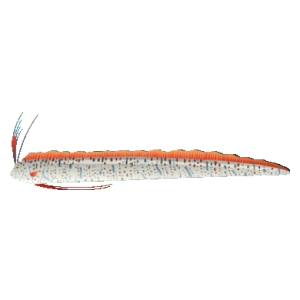 Sprinkle Oarfish